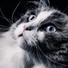 Kitten93