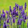 Lavendel1988