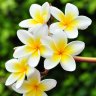 Frangipani