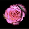 Rose31