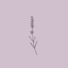 lavendel89