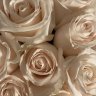 ROSEMOON
