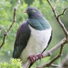 Kereru