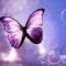 Butterfly86
