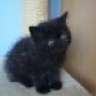 Conchita