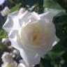 Thyra