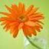 Danore