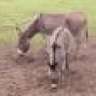 miep1979