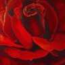 flowerpower