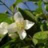 Jasminum