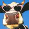 Matroosje