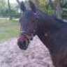 maeike