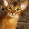 Gatto
