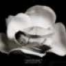 Orchidee86