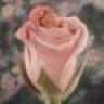 Roses1986