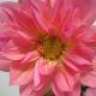 daisyd