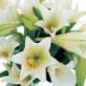 Flowerxx