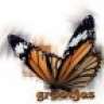 Butterfly78