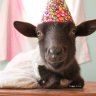 Lamb