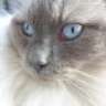 Laska