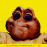 cook