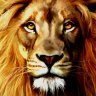 Leo78
