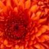 Asterre