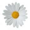 Zonnebloem81