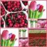 flowerpower1