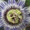 Anthemis