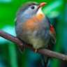Birdy2012