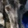GreyhoundLover