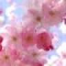 Roze22