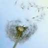 Pluisjes