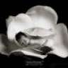 anne85