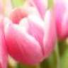 flower11