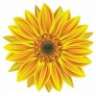 Zonnebloem22