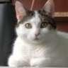 Monoia