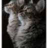 gizmo332