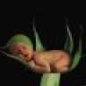Babyleaf