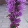 Purplebee