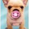 babybubble