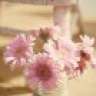 Gerbera85