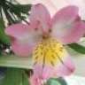 Pinkflower