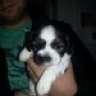 Harriet