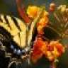 mandyn