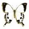 Papilio