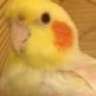 Birdies