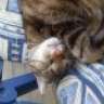 katten vrouwtje