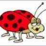 BabyLadybug